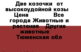 Две козочки  от высокоудойной козы › Цена ­ 20 000 - Все города Животные и растения » Другие животные   . Тюменская обл.